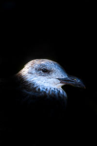 Close-up of bird over black background