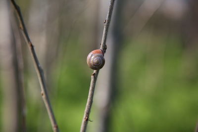 Close-up of snail on plant