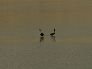 Birds swimming in lake