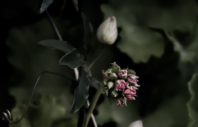 Close-up of insect on flowers