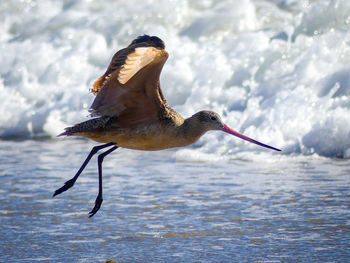 Bird flying over sea