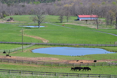 Horses grazing on field against sky