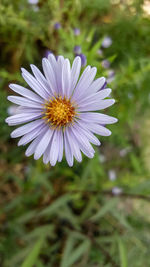 Close-up of purple flower blooming outdoors