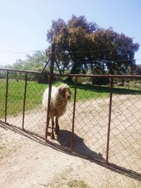 Cat in cage against fence