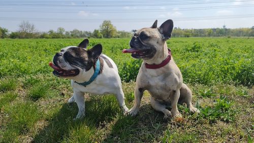 Portrait of dogs on field