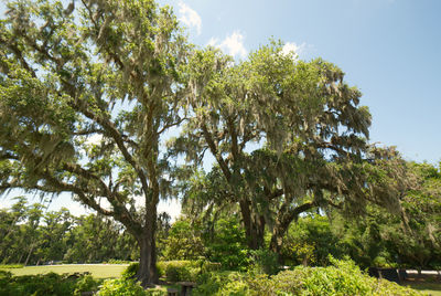 Trees in park against sky