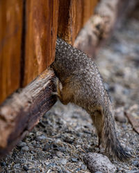 Close-up of squirrel on wood