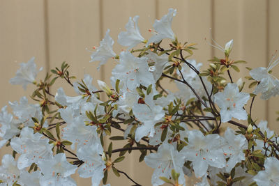 Close-up of white flowers on tree