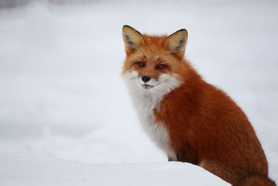 Portrait of a cat on snow covered field