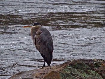 Bird perching on railing