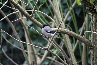 Close-up of bird perching on branch