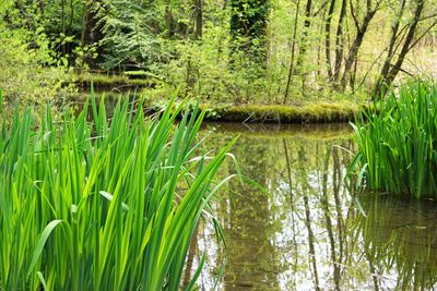 Scenic view of lake in forest