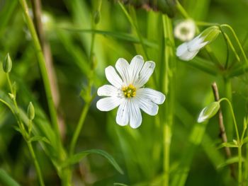 Close-up of white flowering plant