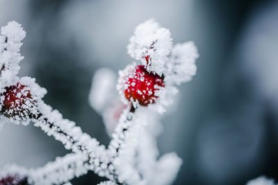winter