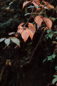 Close-up of dry maple leaves on land