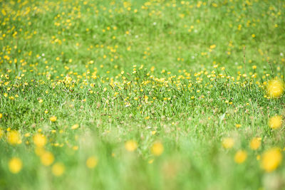 Yellow flowers growing on grassy field