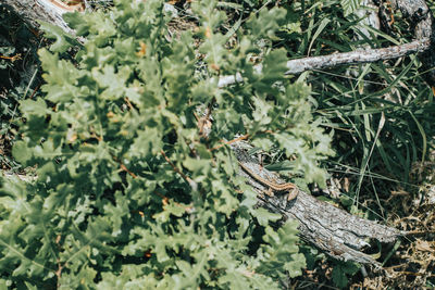 View of lizard on tree