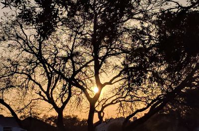 Low angle view of silhouette trees against sky during sunset