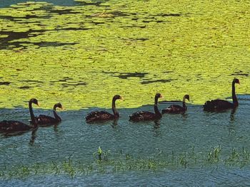 Ducks swimming in lake