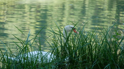 Plants and swan in the lake