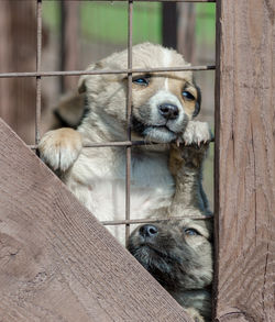 Close-up of dog