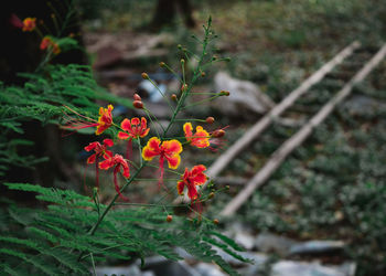 Close-up of red flowering plant