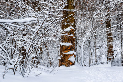 Snow covered land and trees in forest