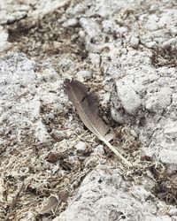 Close-up high angle view of lizard