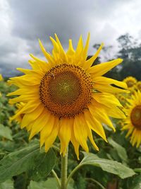 Close-up of yellow sunflower