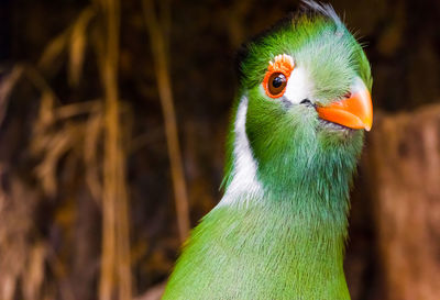 Close-up of a bird looking away