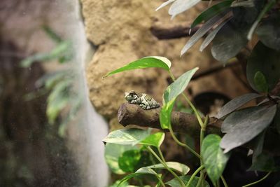 Close-up of frog on plant