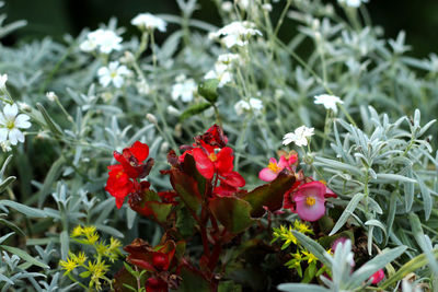 Close-up of red flowering plant