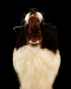 Close-up of a rabbit over black background