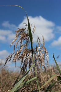 Close-up of plants on field