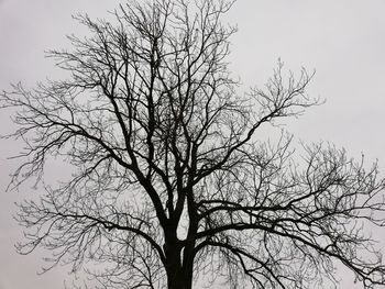 Low angle view of bare tree against clear sky