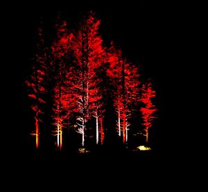 Close-up of red fire against black background