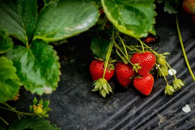 Close-up of strawberries