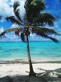 Palm trees on beach