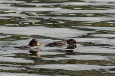 Ducks swimming in lake