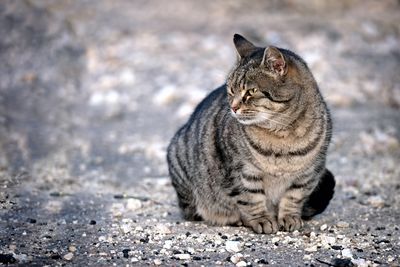 Close-up of cat looking away