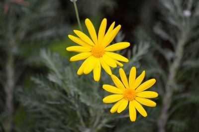 Close-up of daisy flower