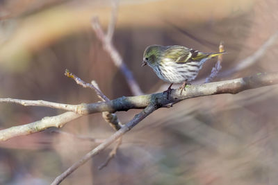 Close-up of bird perching on branch