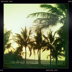 Palm trees at sunset