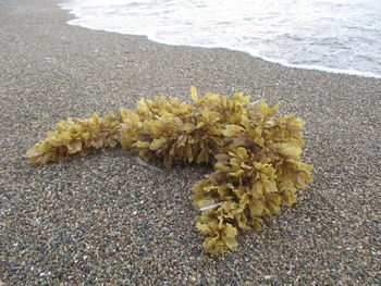 High angle view of yellow flowers on beach