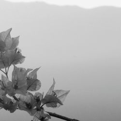 Close-up of plant against sky