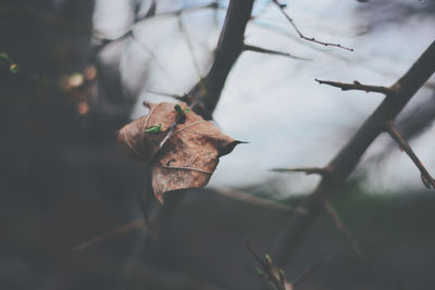 Close-up of dry leaves on plant