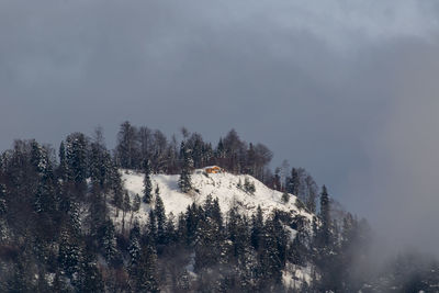 Trees against sky during winter