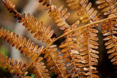 Low angle view of fern hanging from plant