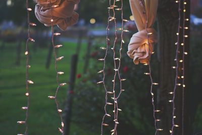 Close-up of hand holding plant
