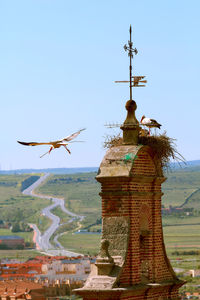 Low angle view of bird flying against clear sky